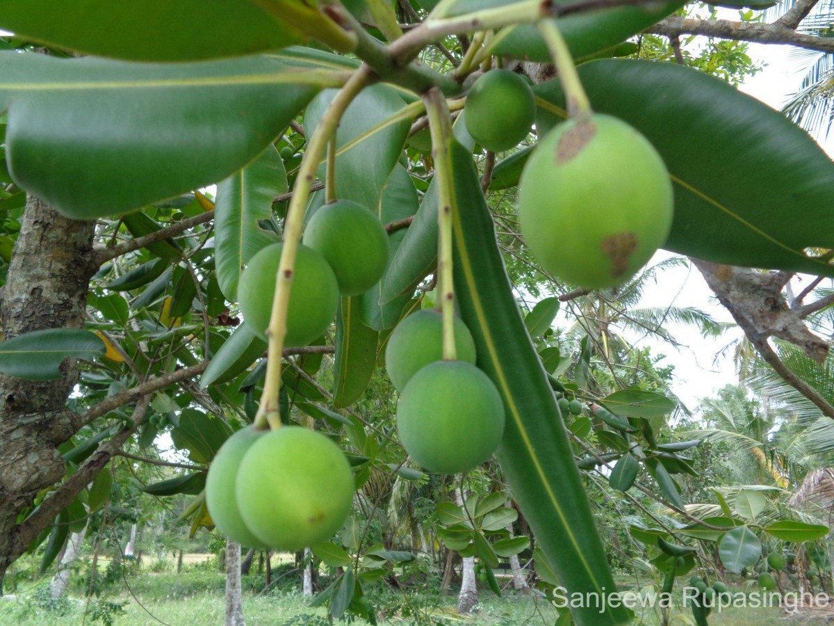 Calophyllum inophyllum L.